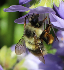 Bombus frigidus