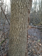 Fraxinus profunda