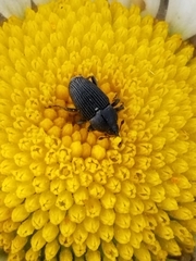 Odontocorynus salebrosus