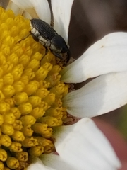 Odontocorynus salebrosus