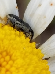 Odontocorynus salebrosus