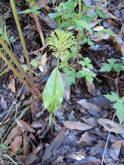 Malaxis brachyrrhynchos