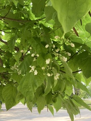 Catalpa