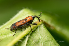 Rhodobaenus quinquepunctatus