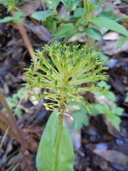 Malaxis brachyrrhynchos