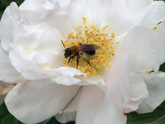 Andrena milwaukeensis