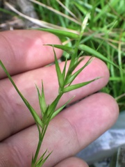 Carex collinsii