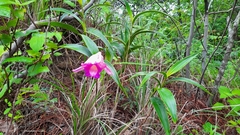 Sobralia macrantha