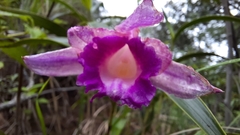Sobralia macrantha