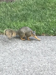 Sciurus niger
