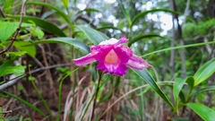 Sobralia macrantha