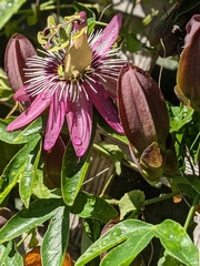 Passiflora amethystina × caerulea
