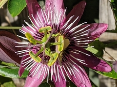 Passiflora amethystina × caerulea