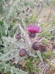 Cirsium douglasii