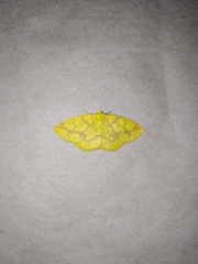 Periclina