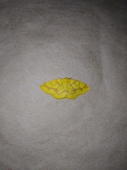Periclina