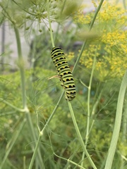 Papilio polyxenes asterius