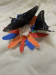 Papilio polyxenes asterius