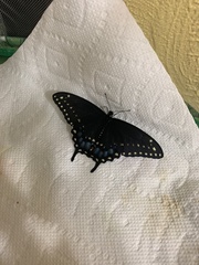 Papilio polyxenes asterius