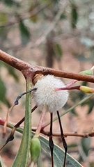 Hakea laurina