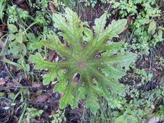 Psacalium peltatum
