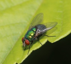 Lucilia illustris