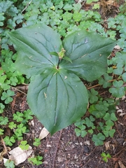 Trillium ovatum
