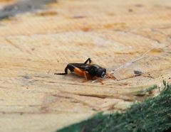 Chalcosyrphus curvaria