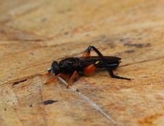 Chalcosyrphus curvaria