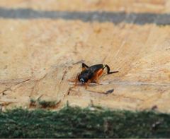 Chalcosyrphus curvaria