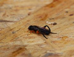 Chalcosyrphus curvaria