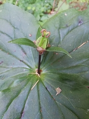Trillium ovatum