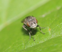Paralimna punctipennis