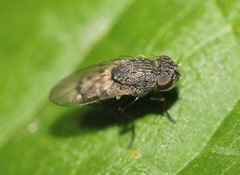 Paralimna punctipennis