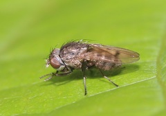 Paralimna punctipennis