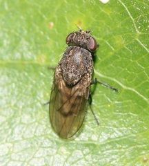 Paralimna punctipennis