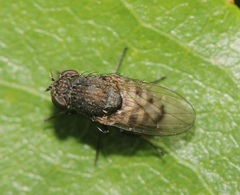 Paralimna punctipennis