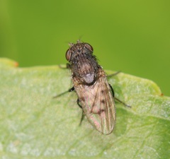 Paralimna punctipennis