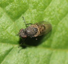 Paralimna punctipennis