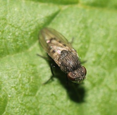 Paralimna punctipennis