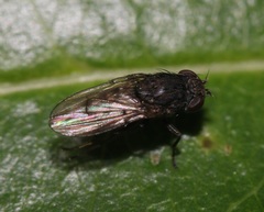 Paralimna punctipennis