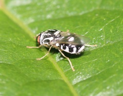 Oxycera albovittata