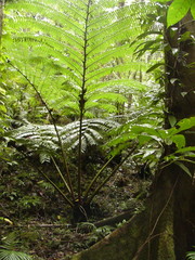 Cyathea rebeccae