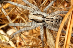 Lycosa praegrandis