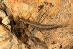 Geomantis larvoides