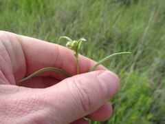 Asclepias stenophylla