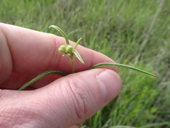 Asclepias stenophylla