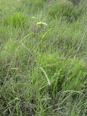 Asclepias stenophylla