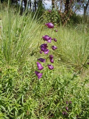 Penstemon campanulatus