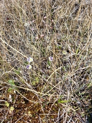 Pinguicula spathulata